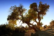 The fifth of Mount Tianshan: the desert 